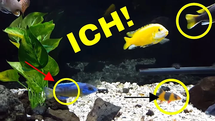 My Tropical Fish, African Cichlids, HAVE ICH! (Ick) - How I Won the Battle! [THIS REALLY WORKED!] - DayDayNews