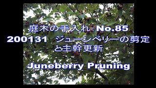 No 085 ジューンベリーの剪定と主幹更新 0131 Youtube