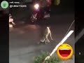 Talented dog cross the road