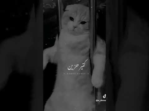 بكام يافرح وانا اشتريك وافرح يومين