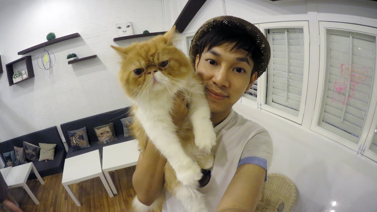 Cat Café in Penang, Malaysia คาเฟ่แมวที่ปีนัง - YouTube