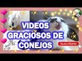 VIDEOS GRACIOSOS DE CONEJOS