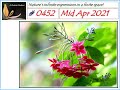 Ashrama Gardens Photo Video # 0452 - April 15, 2021 Edition - Mid April 2021 Clicks