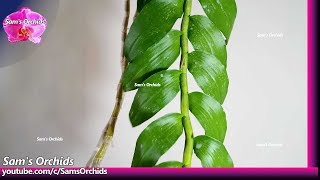 Dendrobium anosmum var. alba-orchid update (Sep., 2019)