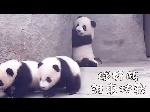 《熊貓早晚安》據說，扶這隻小熊站起來的人，就可以帶牠回家！| iPanda