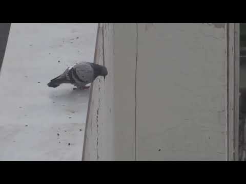 Video: Selbstmordtiere: Vögel Reißen Federn Aus Und Elefanten Schlagen Ihre Köpfe Gegen Die Wand - Alternative Ansicht