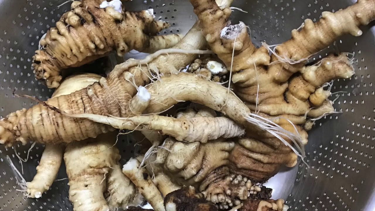 スーパーセール 半額 超大物ツルニンジン 5月28日採取 天然 石川 Vegetables