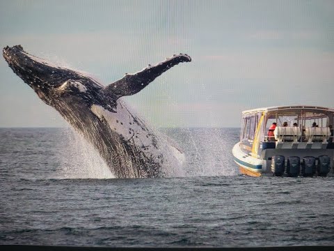 Vídeo: La Ballena Jorobada Salta En El Aire Justo Al Lado Del Bote De Avistamiento De Ballenas