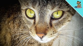 Can Cats Cry? THIS Is What Your Cat's Tears Mean!