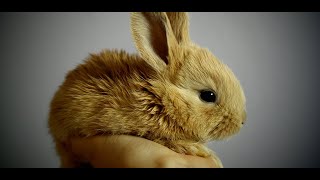 beautiful rabbit wallpaper - fluffy rabbit screenshot 1