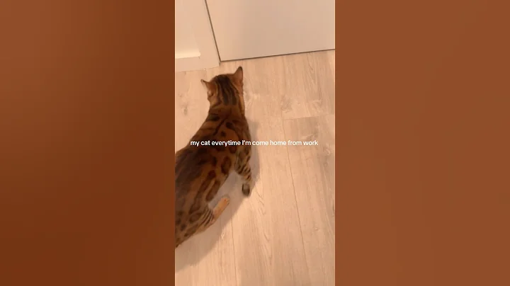 Video 9823951: bengalcat bengals cats, boy bengal cat, home bengal cats