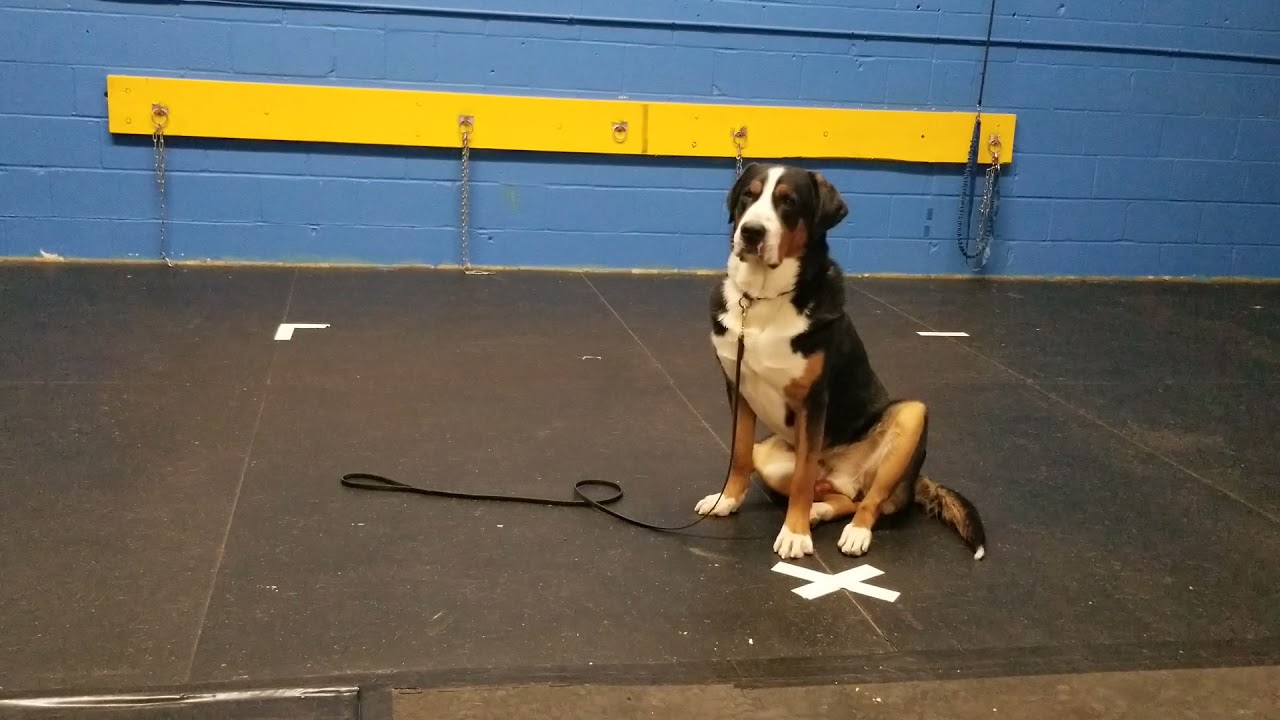 Eames, correcting a sloppy/ lazy sit stay.