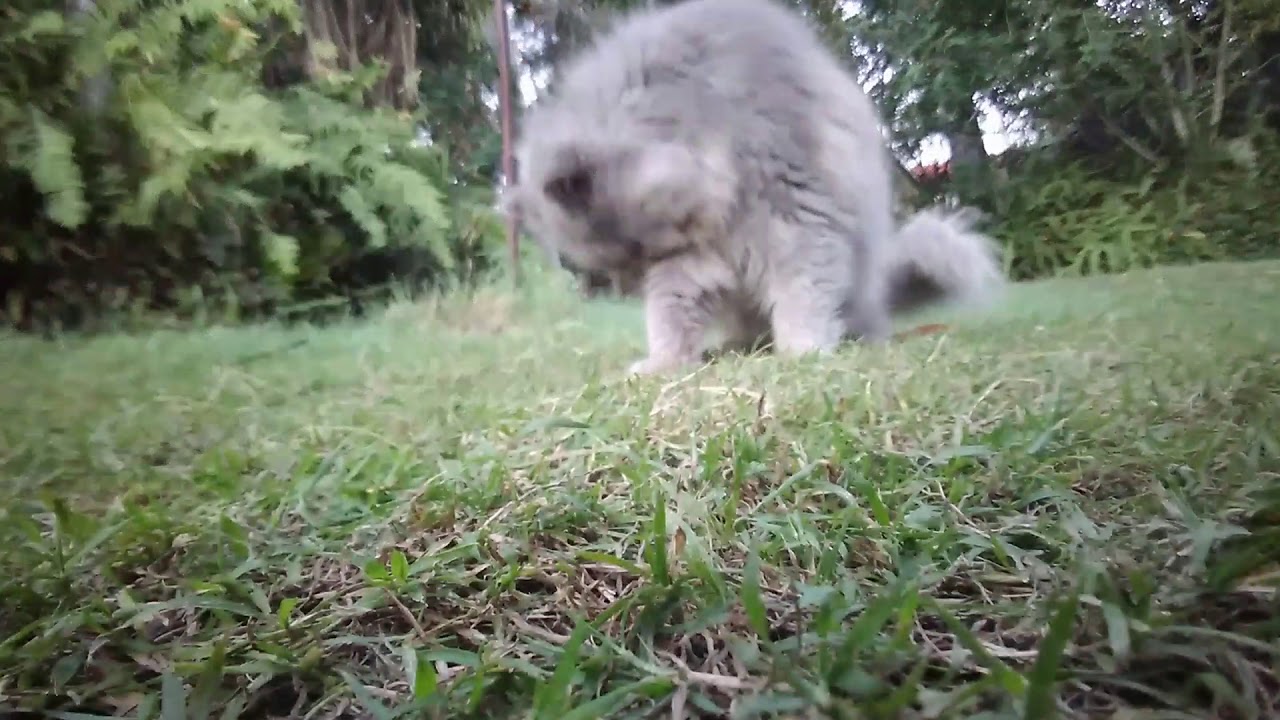 My cat wacks my camera 