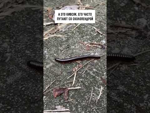 Опасные многоножки в Таиланде 😱 #таиланд