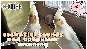 Cockatiel body language and Sounds meaning.