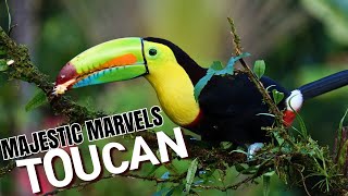 Enchanting Toucans: Beyond the Beak - A Closer Look at Nature's Rainbow Birds 🌈 TOUCAN🦜