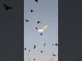 #birds #fly