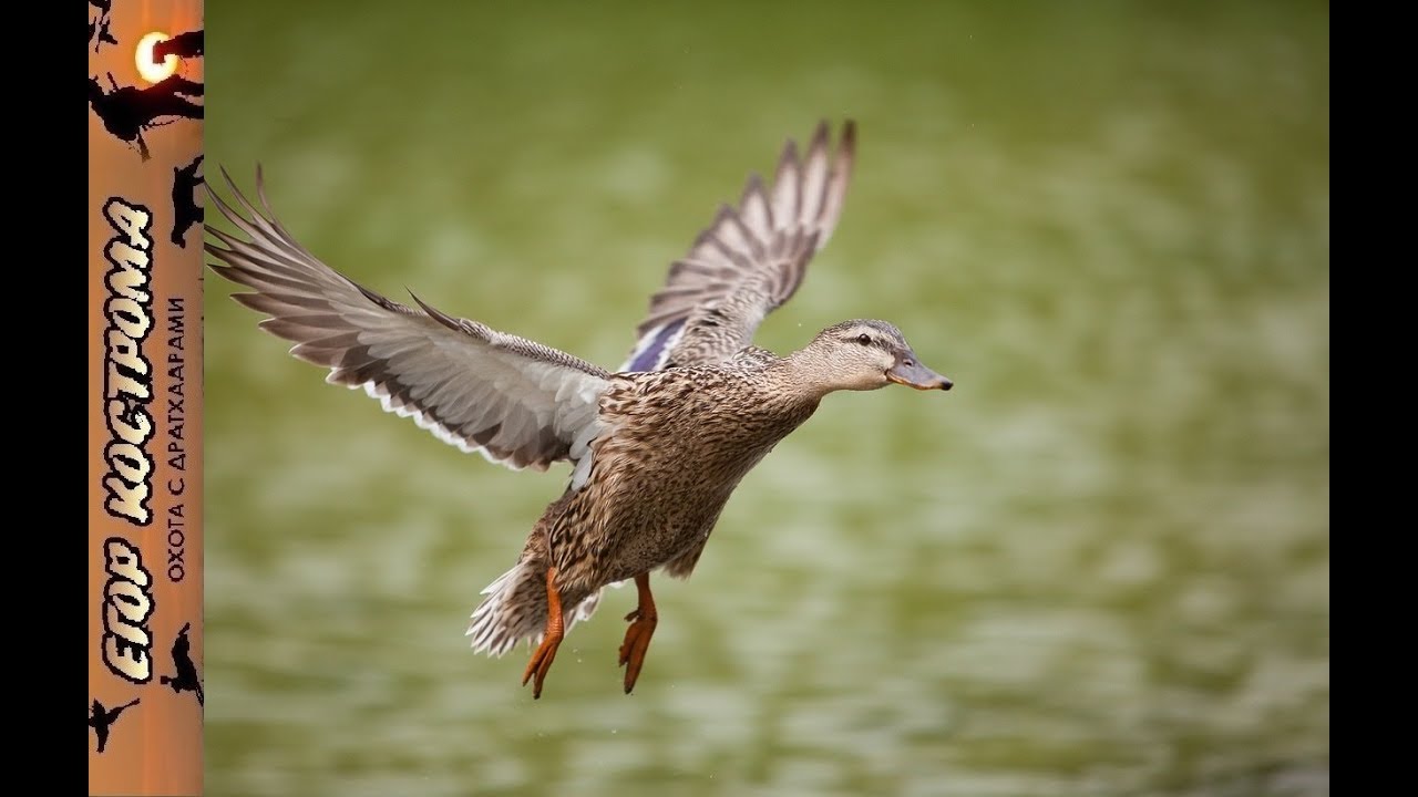 ⁣Охота на Утку в перелет. Орловские озера. Топар. 27-29 сентября 2019г.