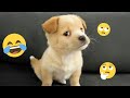 Dogs Being Silly – Best Funny Dog Videos 2025 🐶🤣 Part 36
