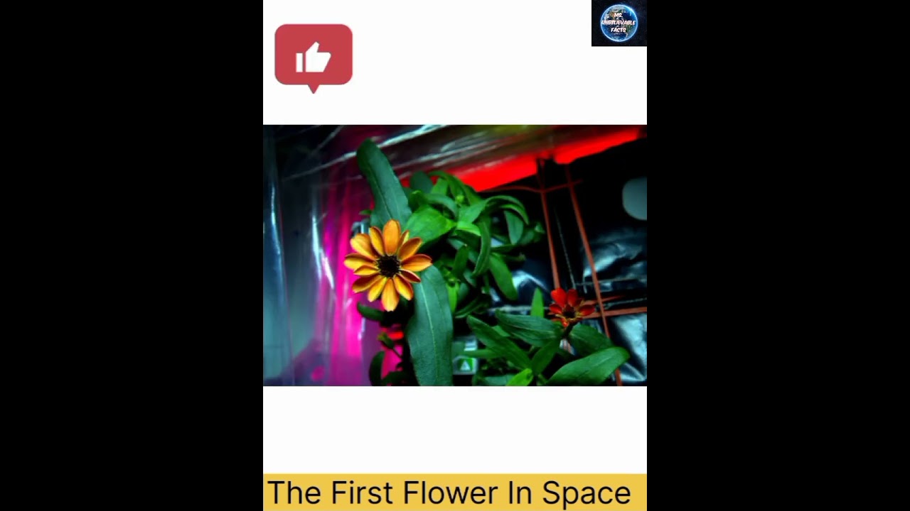 Isn't it beautiful? | The first ever flower grown in space 