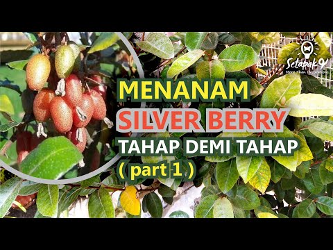 Video: Masalah Dengan Menanam Gooseberry