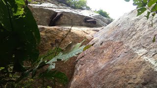 #pemanenan lebah apis dorsata di tebing yg sangat curam#