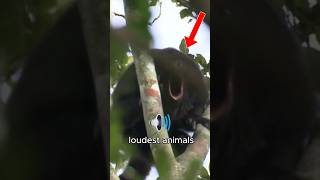These are the loudest animals in the world #animals #loud