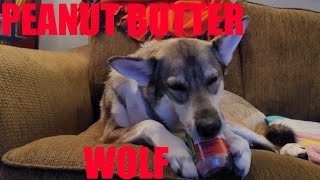 Peanut Butter Wolf by Taming The Tamaskan 297 views 2 years ago 3 minutes, 25 seconds