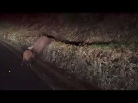 Un oso ataca a un jabalí en mitad de una carretera