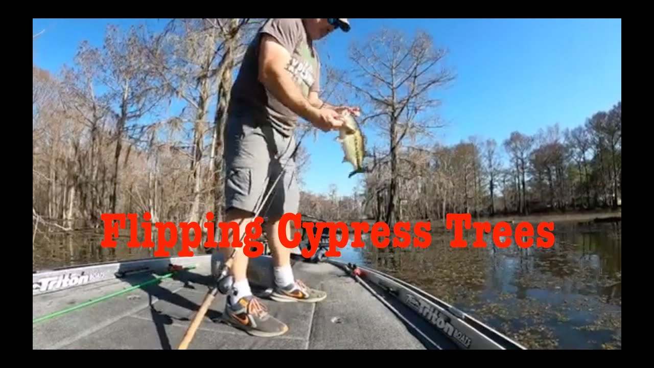Flipping Cypress Trees on Lake Bistineau #bass #bassfishing #fishing