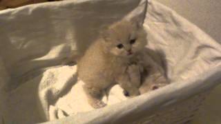 20131010- 2 des 4 chatons de British idylle