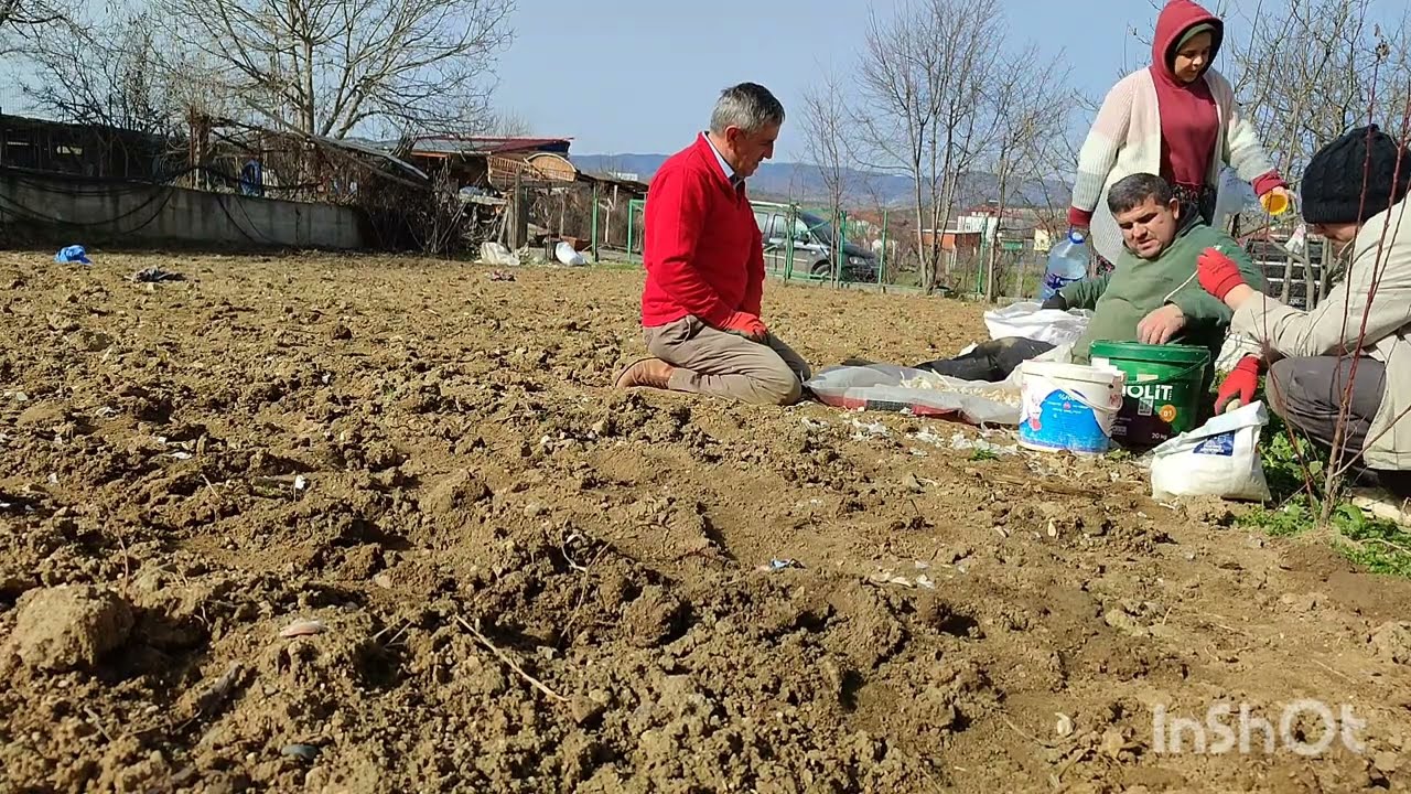 Abimlerle sarımsak dikimi ve konteynıra bir takım işler