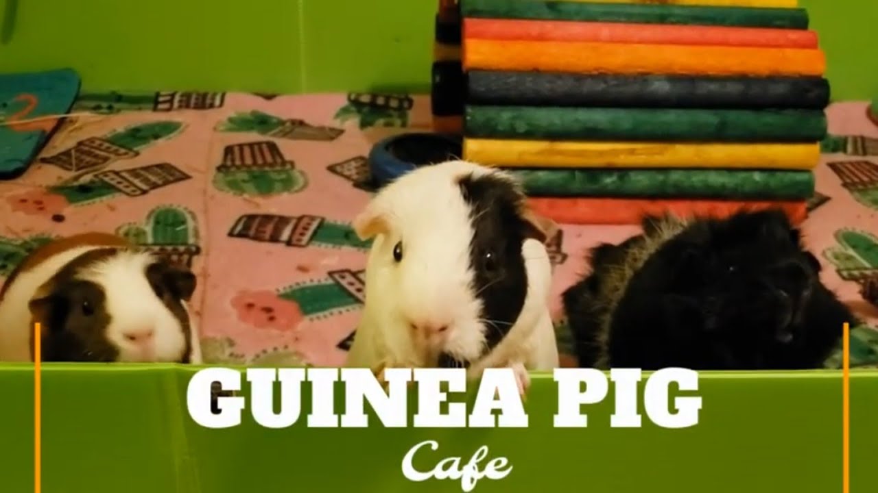 channel-introduction-guinea-pig-caf-youtube