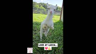 Look At Our Stand & Hold His Weight Up On His Own