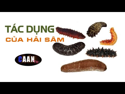 Video: Hải Sâm Có ăn được Không