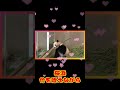 【桜浜】竹を咥え、あちこちブツケながらアピール😆【パンダ】#shorts