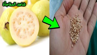لو كنت تأكل بذور الجوافة، شاهد هذا الفيديو ، 8 أشياء تحدث لك عند تناول بذر الجوافة