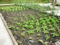 Seguridad Alimentaria para Garantizar la Canasta Familiar - TvAgro por Juan Gonzalo Angel