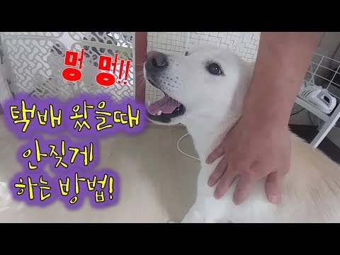 짖는개 훈련방법, 초인종 소리에 짖는 개, 택배, 배달음식 소리에 짖는개 훈련 방법 / 무한도전 / b급감성