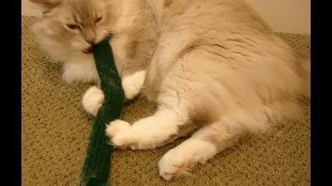 Cats on Catnip - Tipsy Nip Tickle Pickle Cat Catnip Toy Review ねこ - ラグドール - Floppycats
