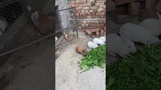 Line Up Rabbits Eating Fresh Green Grass 🐰🌿 #rabbit #bunny #viral