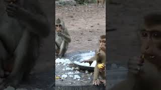 Adorable Baby Monkey videos &amp; Lovely My Monkey-