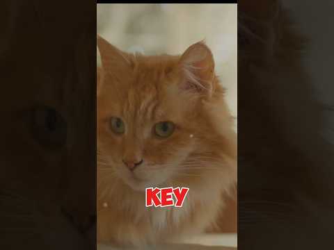 Proper Feeding and Hydration for Cats: A Comprehensive Guide