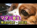 【犬のマダニ寄生】マダニの除去の仕方、予防方法、愛犬のための知識