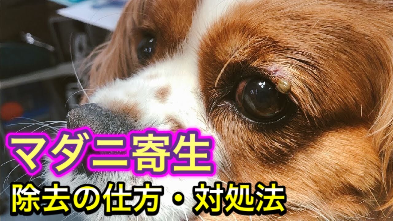 犬のマダニ寄生 マダニの除去の仕方 予防方法 愛犬のための知識 Youtube