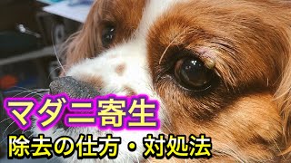 【犬のマダニ寄生】マダニの除去の仕方、予防方法、愛犬のための知識