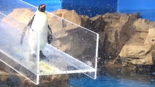 penguin slide | UNEXPECTED MEMES part 104