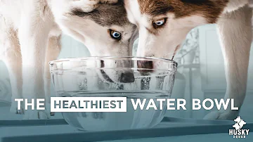 Are ceramic bowls OK for dogs?