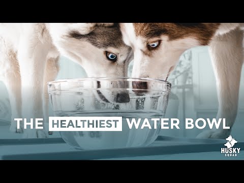 The BEST Water Bowl For Dogs and WHY | DOGGO LIFE ?