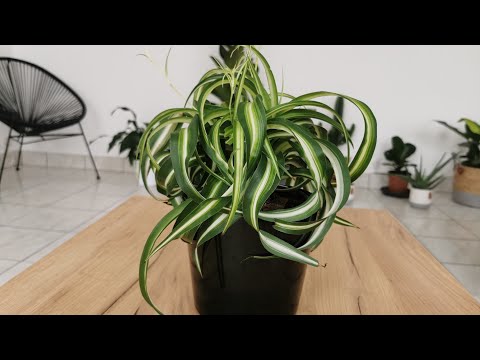 Vidéo: Chlorophytum Pour La Santé Et La Beauté à La Maison